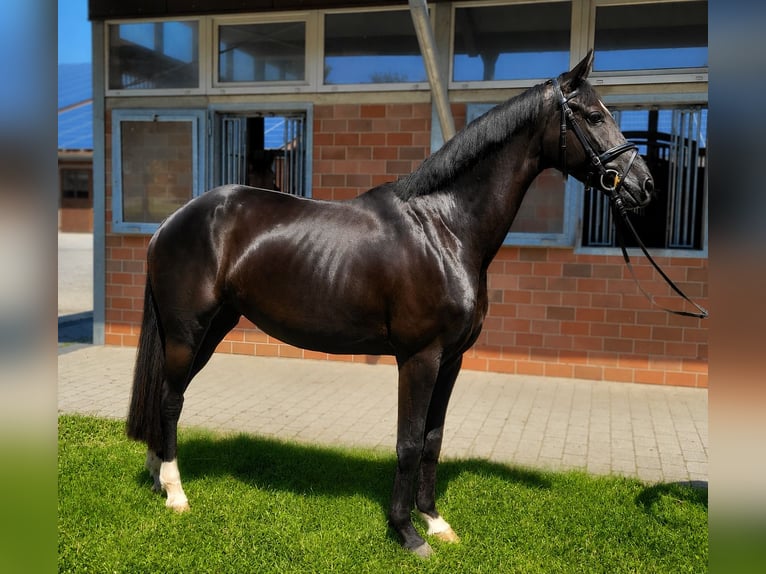 Cheval de sport allemand Jument 4 Ans 168 cm Bai brun in Vechta