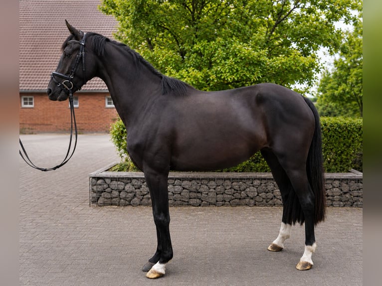 Cheval de sport allemand Jument 4 Ans 168 cm Bai brun in Vechta