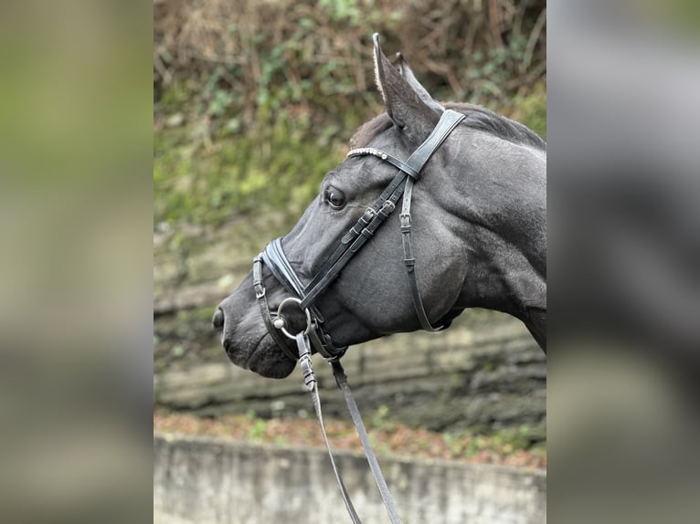 Cheval de sport allemand Jument 4 Ans 168 cm Bai brun in Wetter (Ruhr)