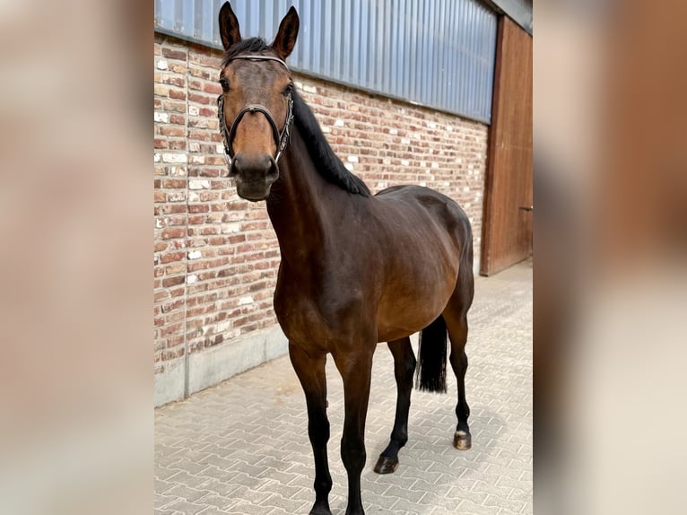 Cheval de sport allemand Jument 4 Ans 168 cm Bai brun in Grevenbroich