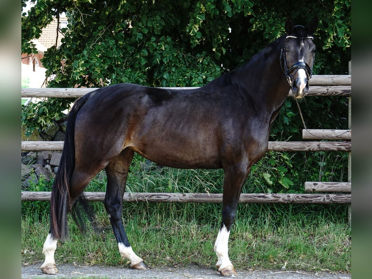Cheval de sport allemand Jument 4 Ans 168 cm Bai brun foncé in Porta Westfalica