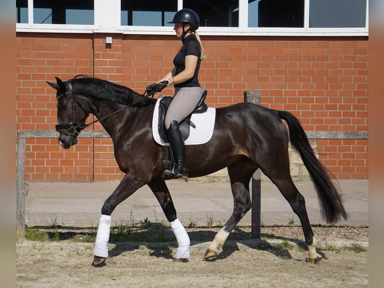 Cheval de sport allemand Jument 4 Ans 168 cm Bai brun foncé in Porta Westfalica