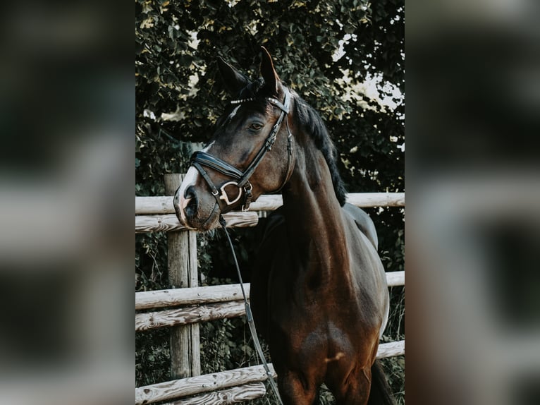 Cheval de sport allemand Jument 4 Ans 168 cm Bai brun foncé in Porta Westfalica