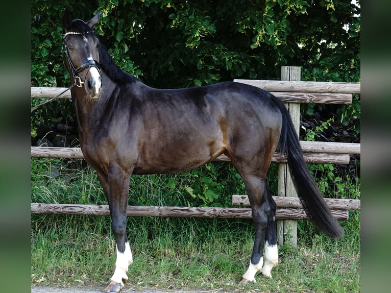 Cheval de sport allemand Jument 4 Ans 168 cm Bai brun foncé in Porta Westfalica
