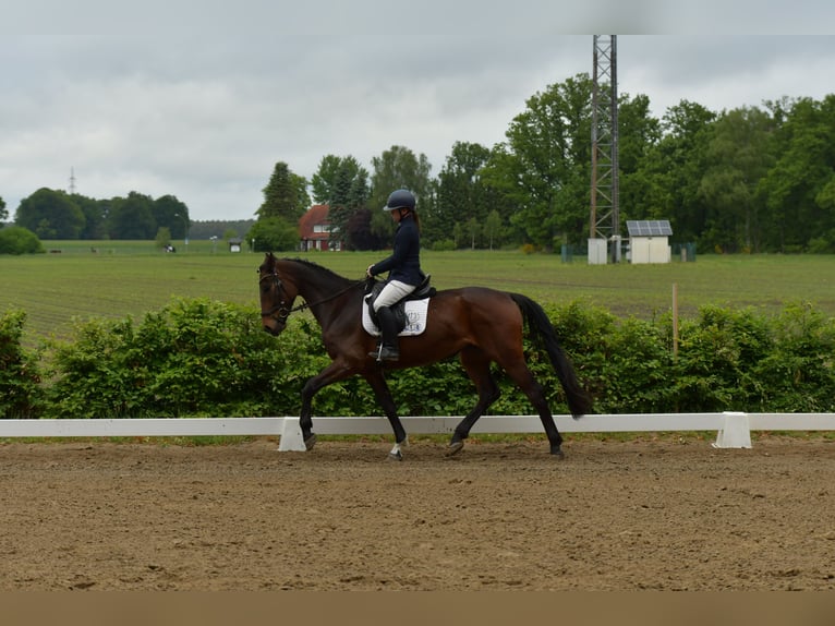 Cheval de sport allemand Jument 4 Ans 168 cm Bai in Uelzen