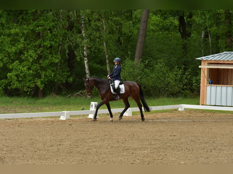 Cheval de sport allemand Jument 4 Ans 168 cm Bai in Uelzen