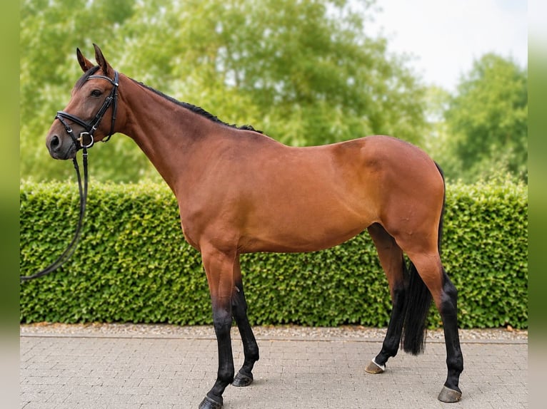 Cheval de sport allemand Jument 4 Ans 168 cm Bai in Karlsfeld