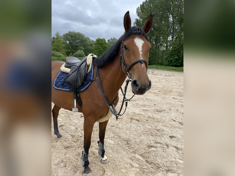 Cheval de sport allemand Jument 4 Ans 168 cm Bai in G&#xF6;ttingen