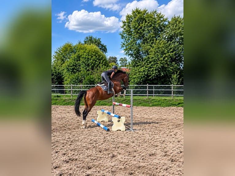 Cheval de sport allemand Jument 4 Ans 168 cm  in Nörten Hardenberg