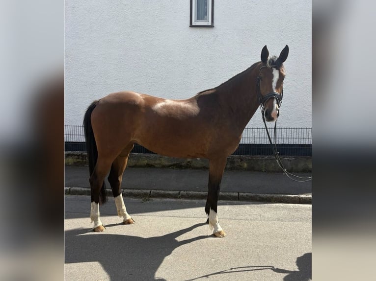 Cheval de sport allemand Jument 4 Ans 168 cm  in Nörten Hardenberg