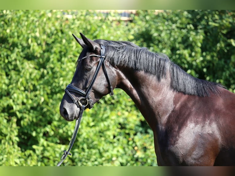 Cheval de sport allemand Jument 4 Ans 168 cm Noir in Schwäbisch Hall