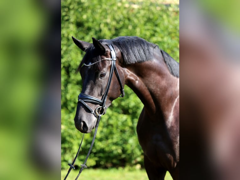 Cheval de sport allemand Jument 4 Ans 168 cm Noir in Schwäbisch Hall