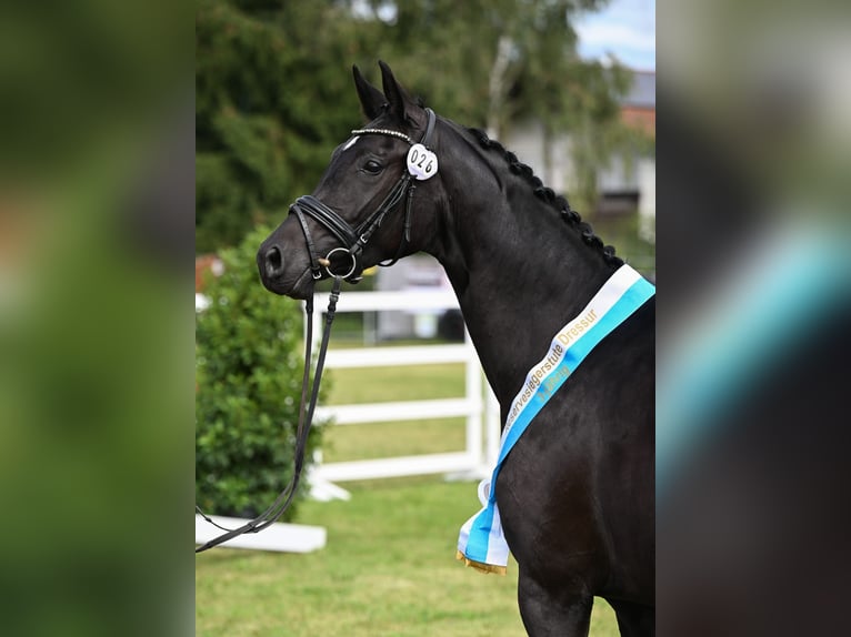 Cheval de sport allemand Jument 4 Ans 168 cm Noir in Finsing