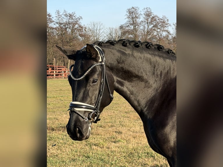 Cheval de sport allemand Jument 4 Ans 168 cm Noir in Schönwalde