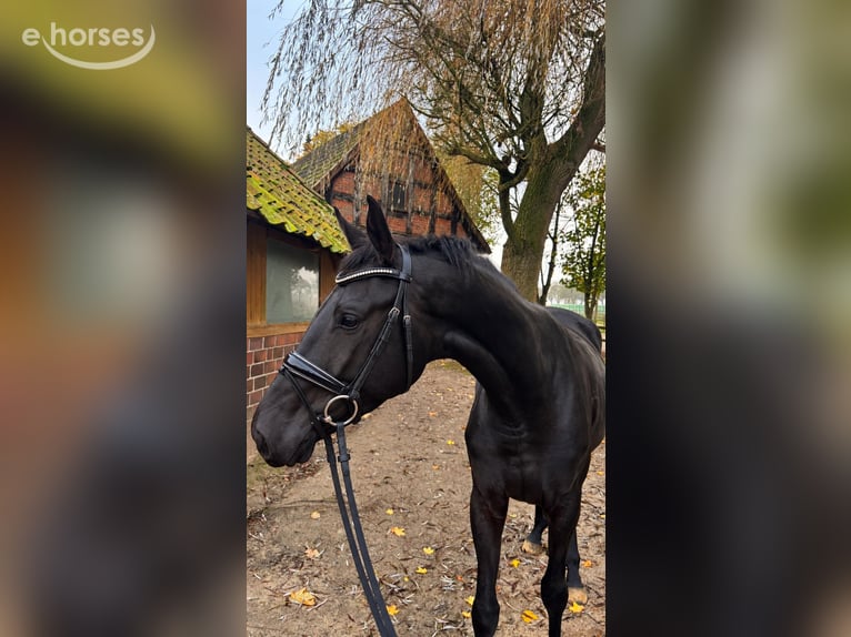 Cheval de sport allemand Jument 4 Ans 168 cm Noir in Vechta