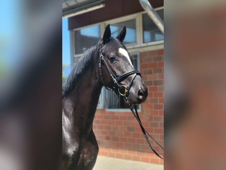 Cheval de sport allemand Jument 4 Ans 168 cm Noir in Vechta