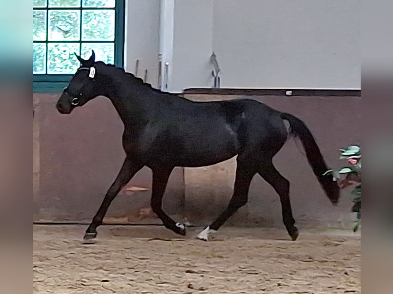 Cheval de sport allemand Jument 4 Ans 168 cm Noir in Neuburg