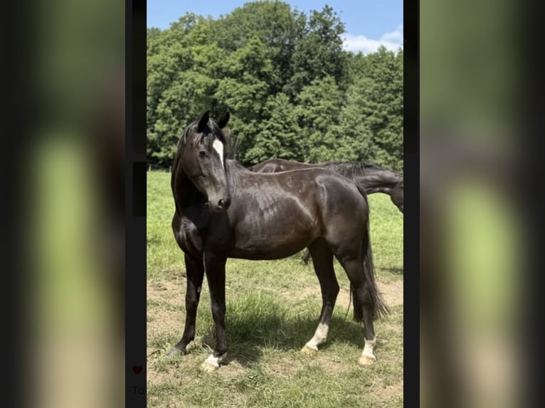 Cheval de sport allemand Jument 4 Ans 168 cm Noir in Neuenkirchen