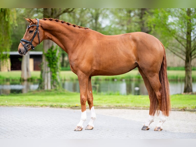 Cheval de sport allemand Jument 4 Ans 169 cm Alezan brûlé in Weert