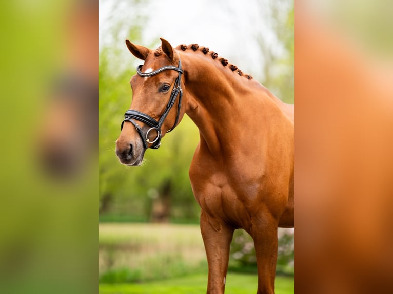 Cheval de sport allemand Jument 4 Ans 169 cm Alezan brûlé in Weert