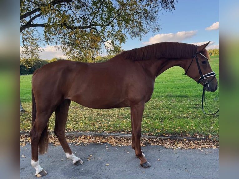 Cheval de sport allemand Jument 4 Ans 169 cm Alezan in R&#xF6;ttingen