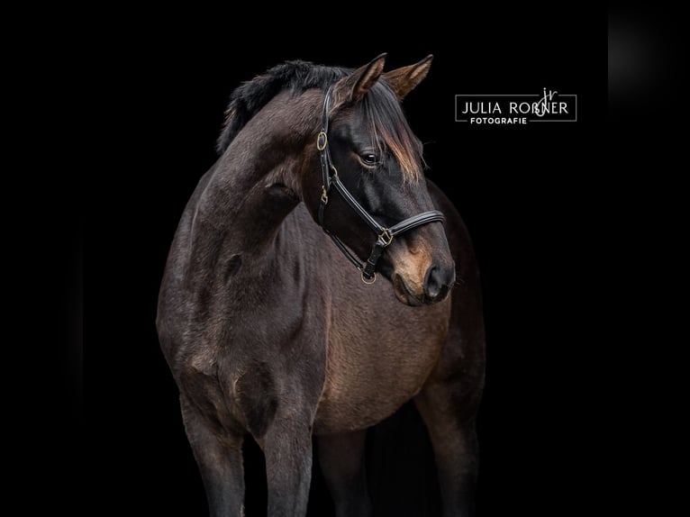 Cheval de sport allemand Jument 4 Ans 169 cm Bai in Stadland