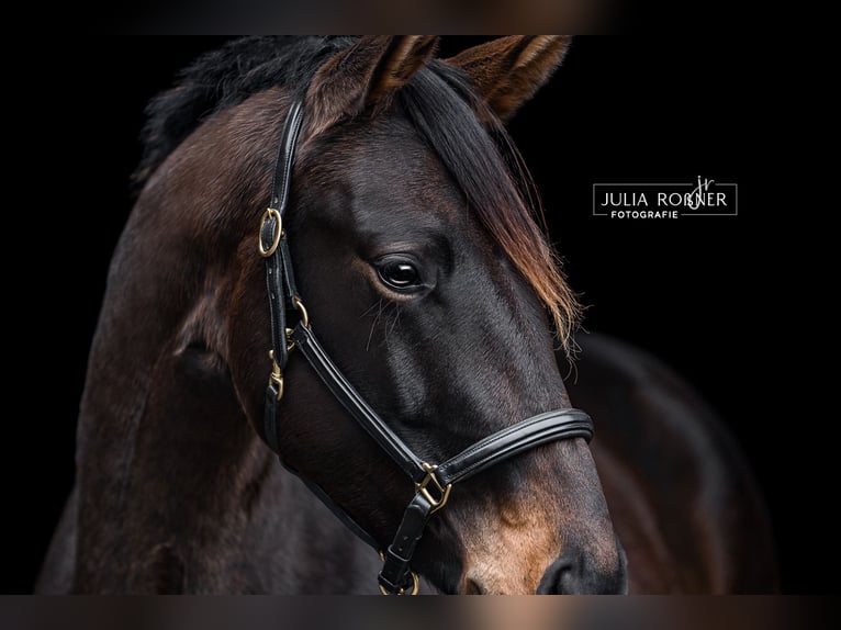 Cheval de sport allemand Jument 4 Ans 169 cm Bai in Stadland