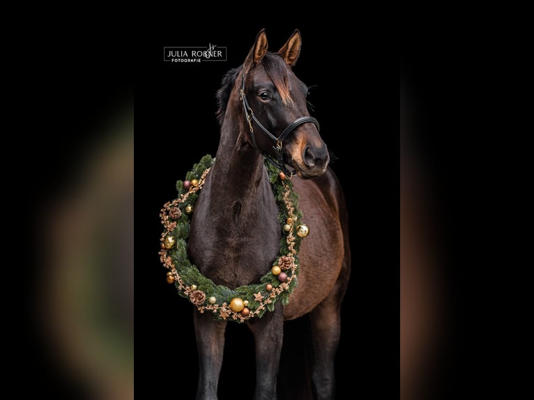 Cheval de sport allemand Jument 4 Ans 169 cm Bai in Stadland