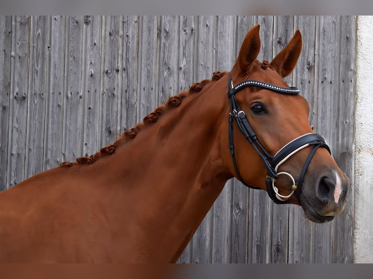 Cheval de sport allemand Jument 4 Ans 170 cm Alezan in Hohen Neuendorf