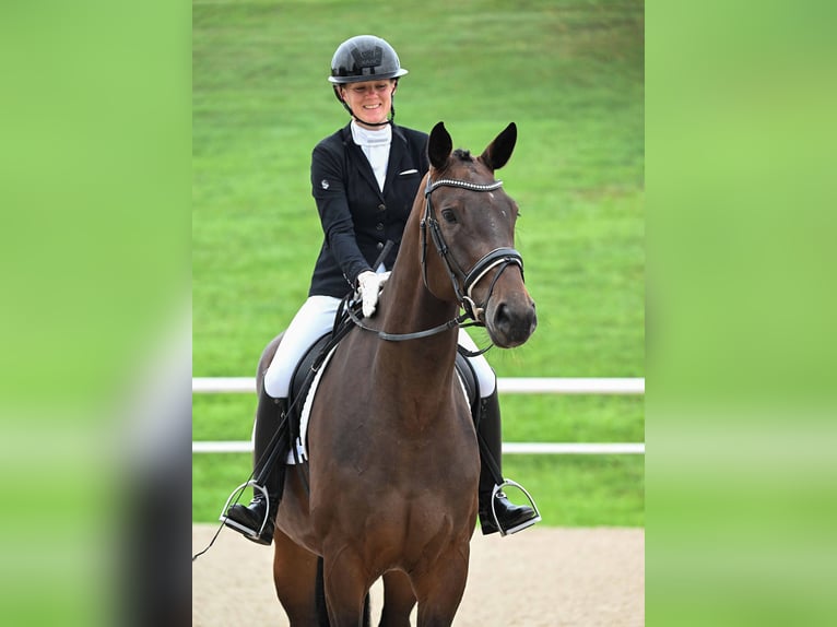 Cheval de sport allemand Jument 4 Ans 170 cm Bai brun in Gomadingen