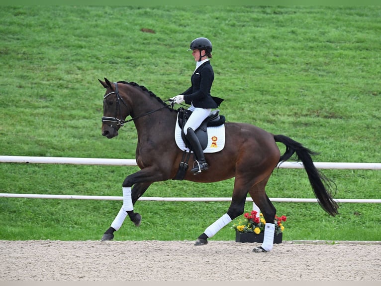 Cheval de sport allemand Jument 4 Ans 170 cm Bai brun in Gomadingen