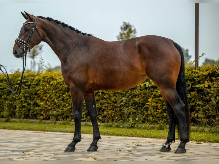 Cheval de sport allemand Jument 4 Ans 170 cm Bai brun in Gomadingen