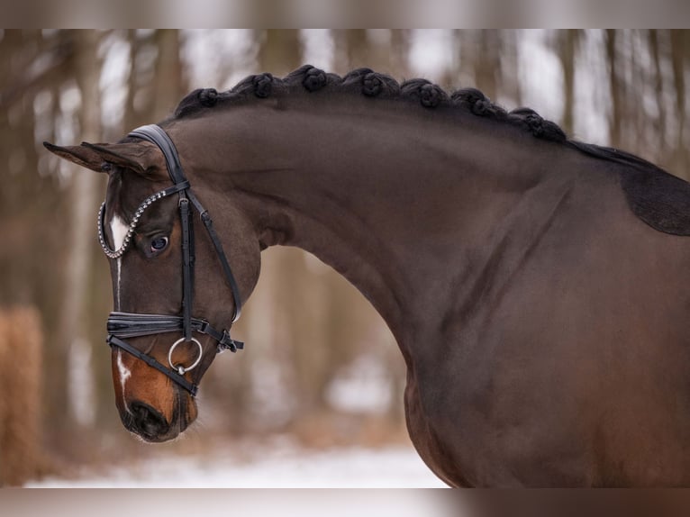 Cheval de sport allemand Jument 4 Ans 170 cm Bai brun in Wehringen