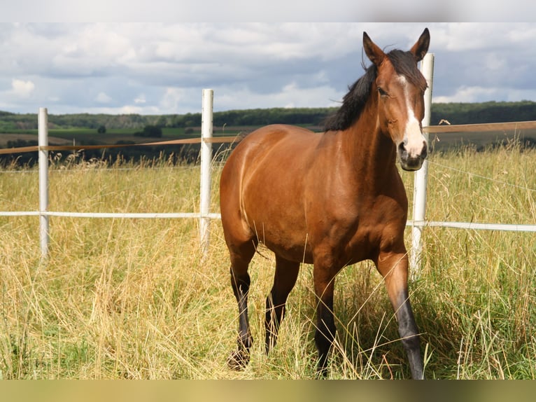 Cheval de sport allemand Jument 4 Ans 170 cm Bai in Zweibrücken