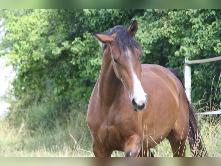 Cheval de sport allemand Jument 4 Ans 170 cm Bai in Zweibrücken