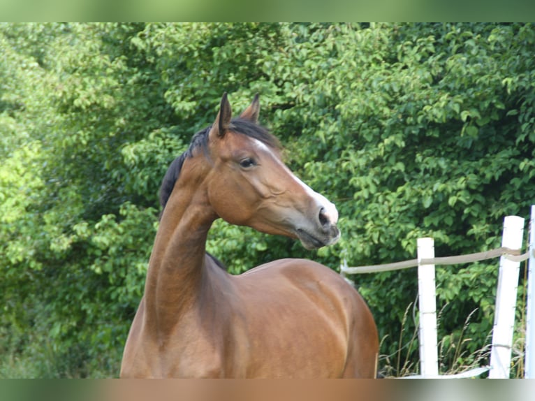 Cheval de sport allemand Jument 4 Ans 170 cm Bai in Zweibrücken