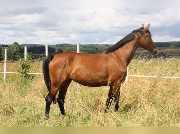 Cheval de sport allemand Jument 4 Ans 170 cm Bai in Zweibrücken