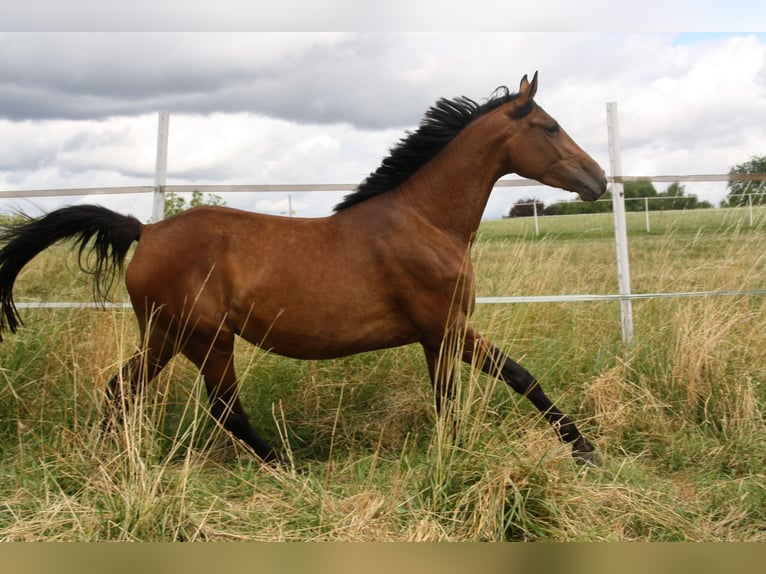 Cheval de sport allemand Jument 4 Ans 170 cm Bai in Zweibrücken