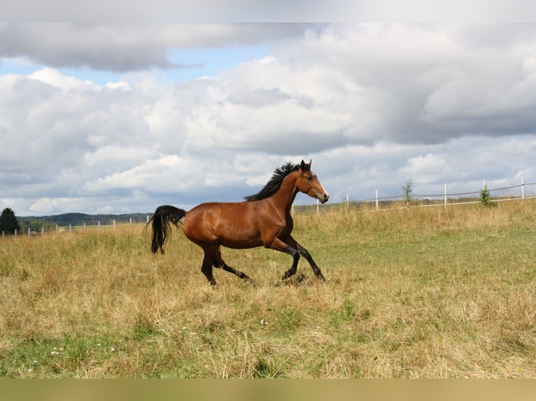 Cheval de sport allemand Jument 4 Ans 170 cm Bai in Zweibrücken