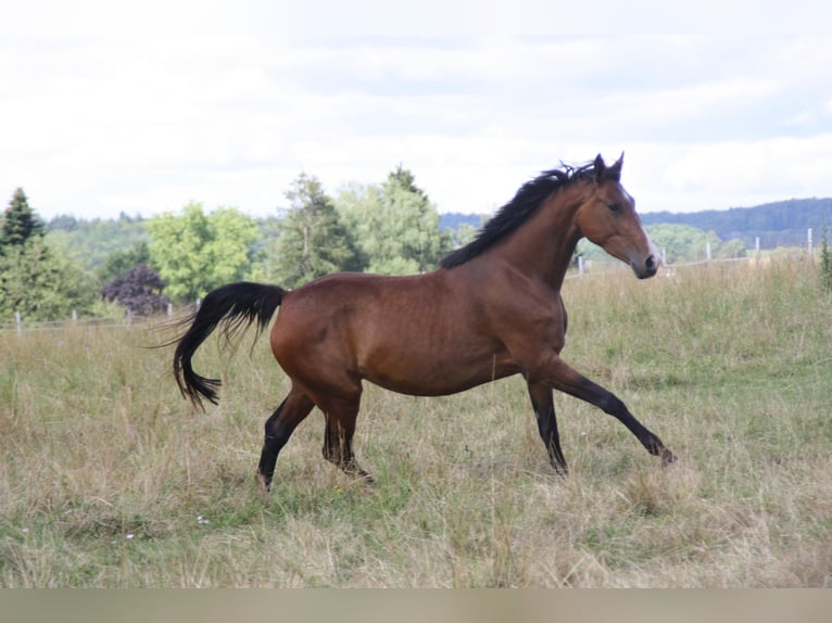 Cheval de sport allemand Jument 4 Ans 170 cm Bai in Zweibrücken