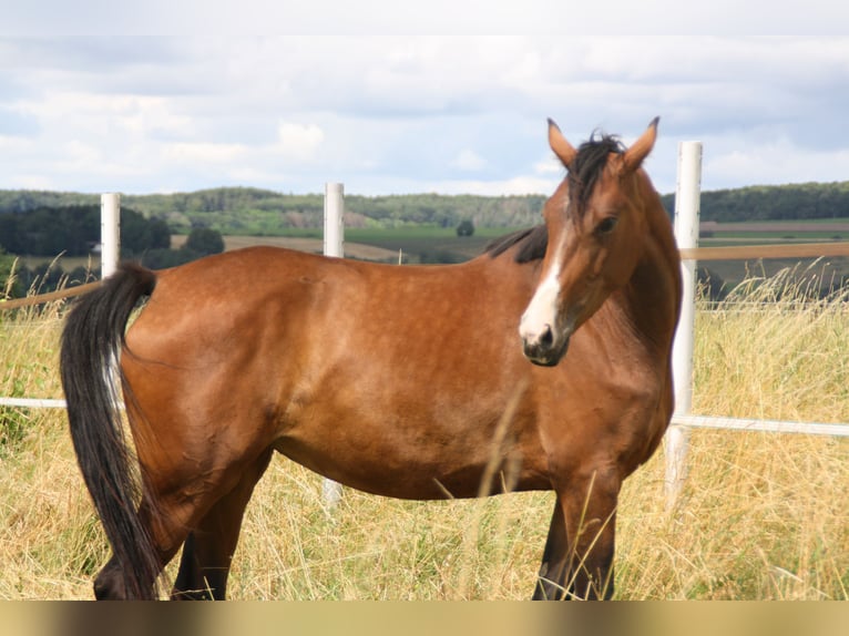 Cheval de sport allemand Jument 4 Ans 170 cm Bai in Zweibrücken