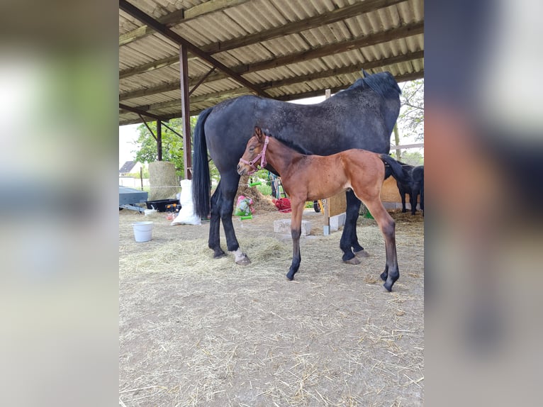 Cheval de sport allemand Jument 4 Ans 170 cm Bai cerise in Groß Rosenburg