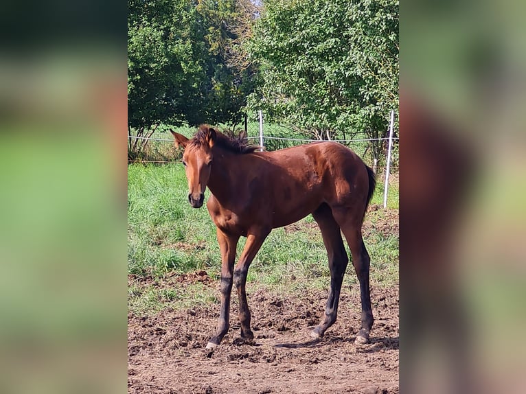 Cheval de sport allemand Jument 4 Ans 170 cm Bai cerise in Groß Rosenburg