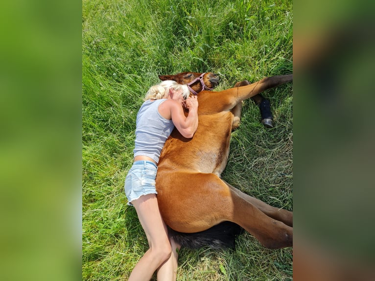 Cheval de sport allemand Jument 4 Ans 170 cm Bai cerise in Groß Rosenburg