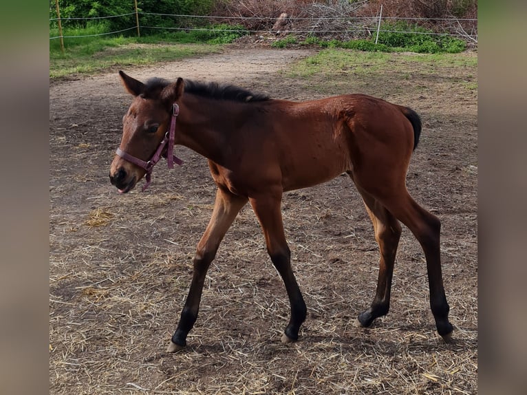 Cheval de sport allemand Jument 4 Ans 170 cm Bai cerise in Groß Rosenburg