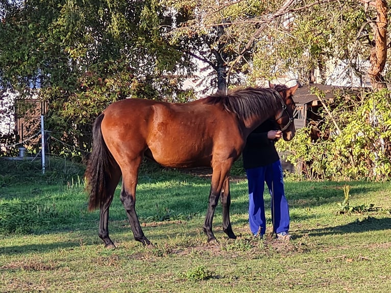 Cheval de sport allemand Jument 4 Ans 170 cm Bai cerise in Groß Rosenburg