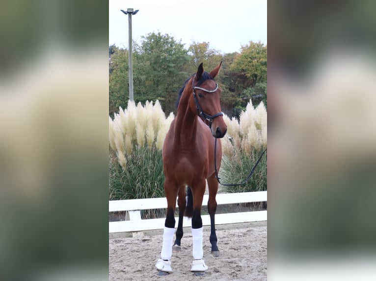 Cheval de sport allemand Jument 4 Ans 170 cm Bai in Kirchdorf