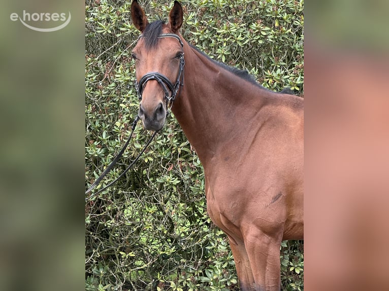 Cheval de sport allemand Jument 4 Ans 170 cm Bai in Königsbrunn