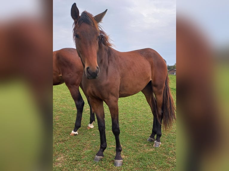 Cheval de sport allemand Jument 4 Ans 170 cm Bai in Neukirchen