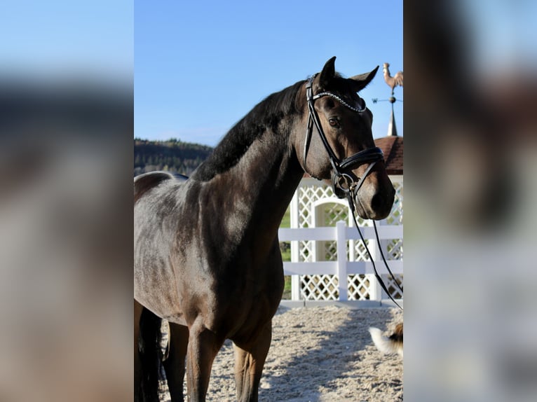 Cheval de sport allemand Jument 4 Ans 170 cm in Ebenweiler